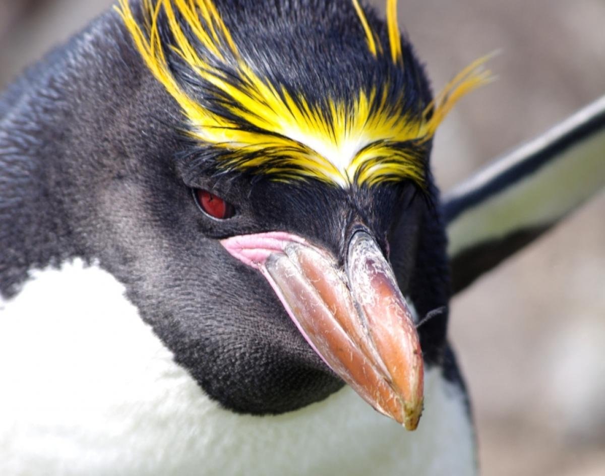 Пингвины – виды и описание