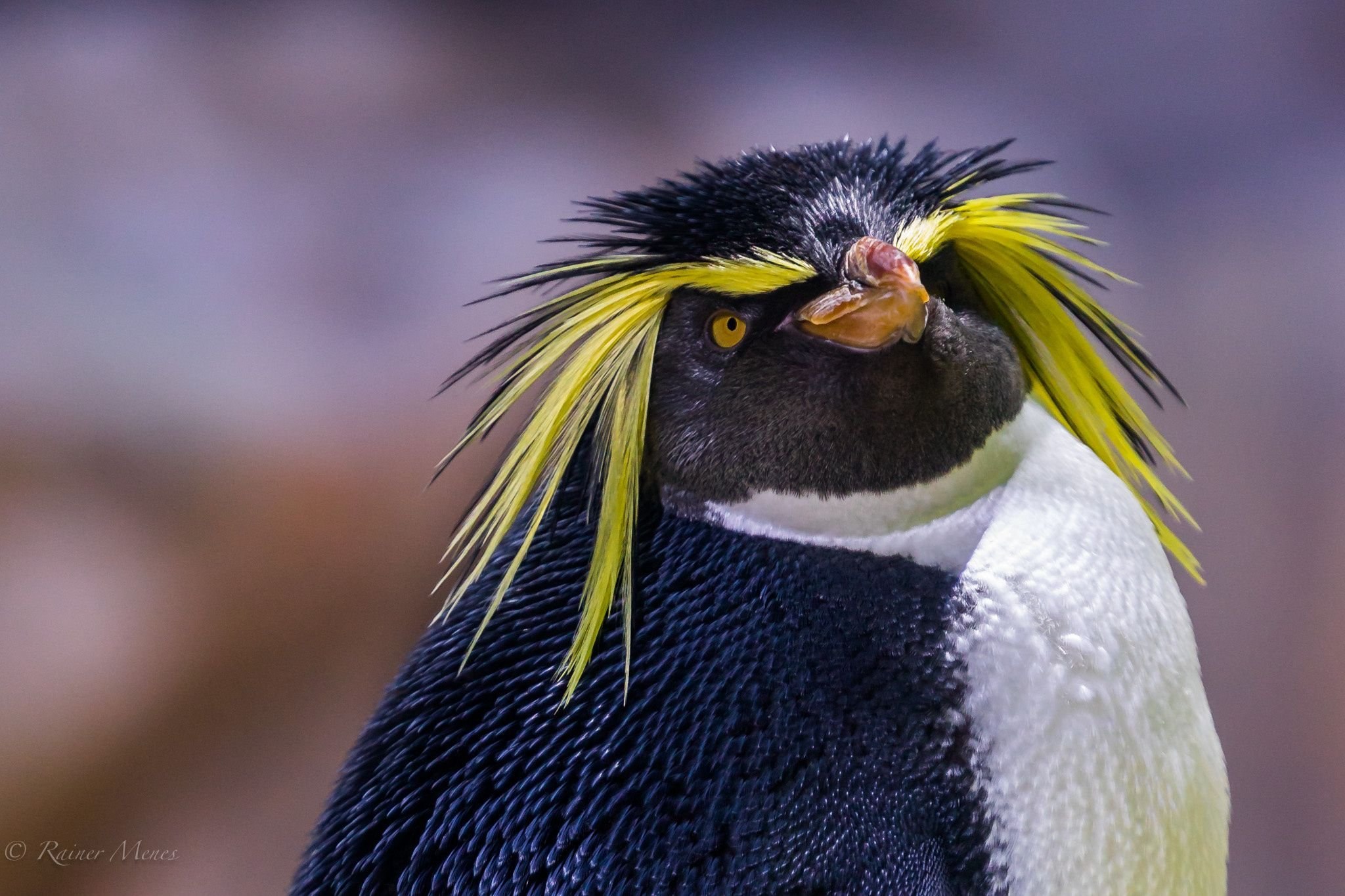 Королевский хохлатый Пингвин