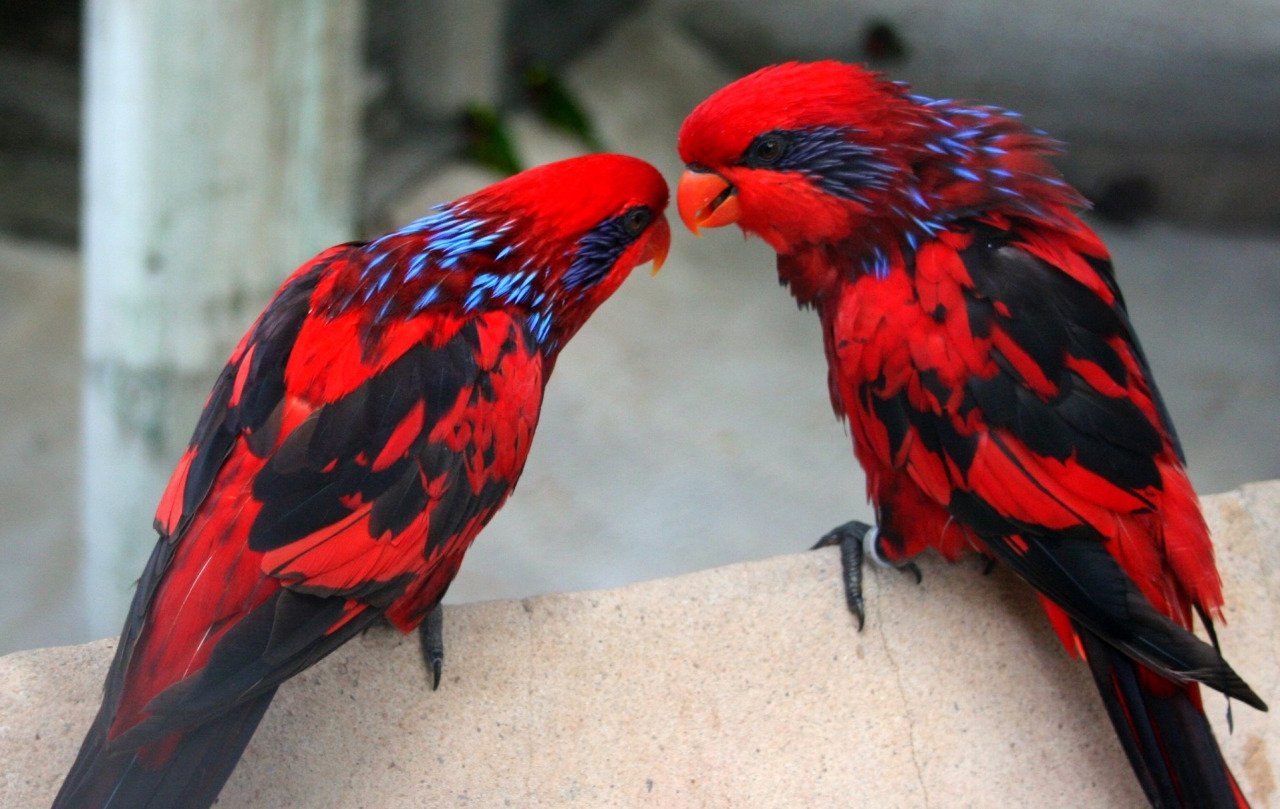 Попугай лорикет красный