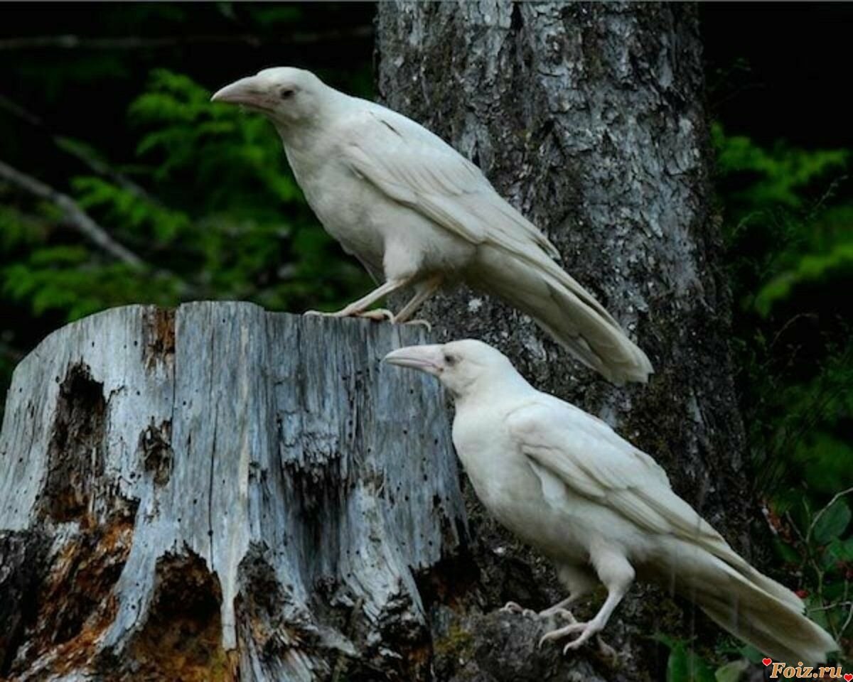 Птица объявится белая ворона. Грач альбинос. Ворона альбинос. Бе́лая воро́на. Белая ворона альбинос.
