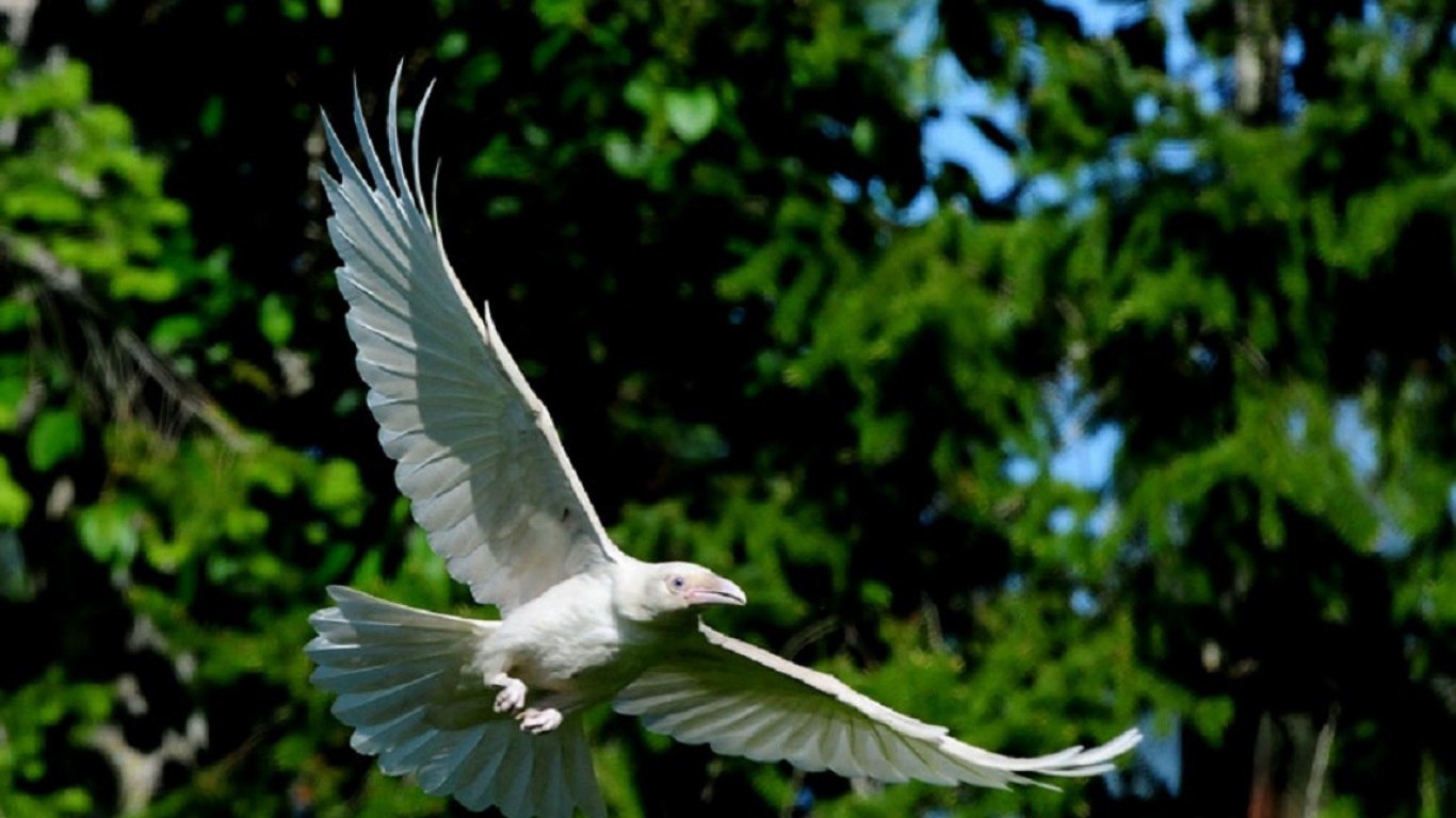 Птица объявится белая ворона. Ворон альбинос. Грач альбинос. Белая ворона альбинос. Альбинос птица.