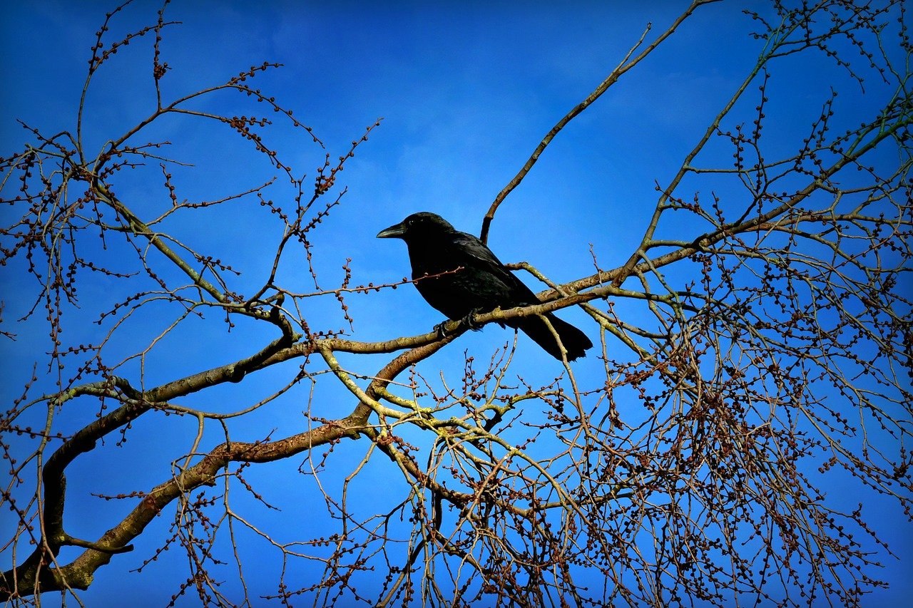 Фото вороны на дереве
