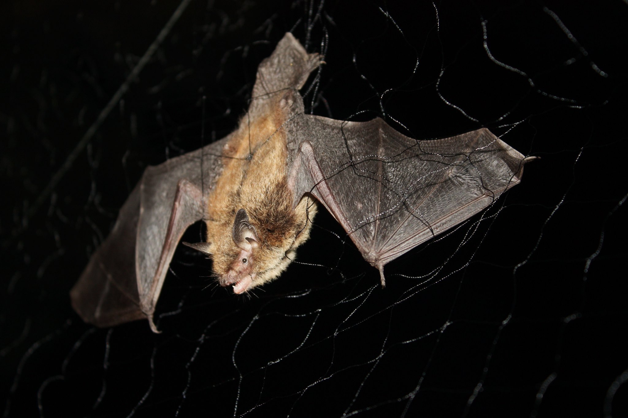 Ночница. Ночница Брандта (Myotis brandtii (Eversmann, 1845)). Летучая мышь ночница Брандта. Ночница Брандта Myotis brandti. Ночница Прудовая * Myotis dasycneme.