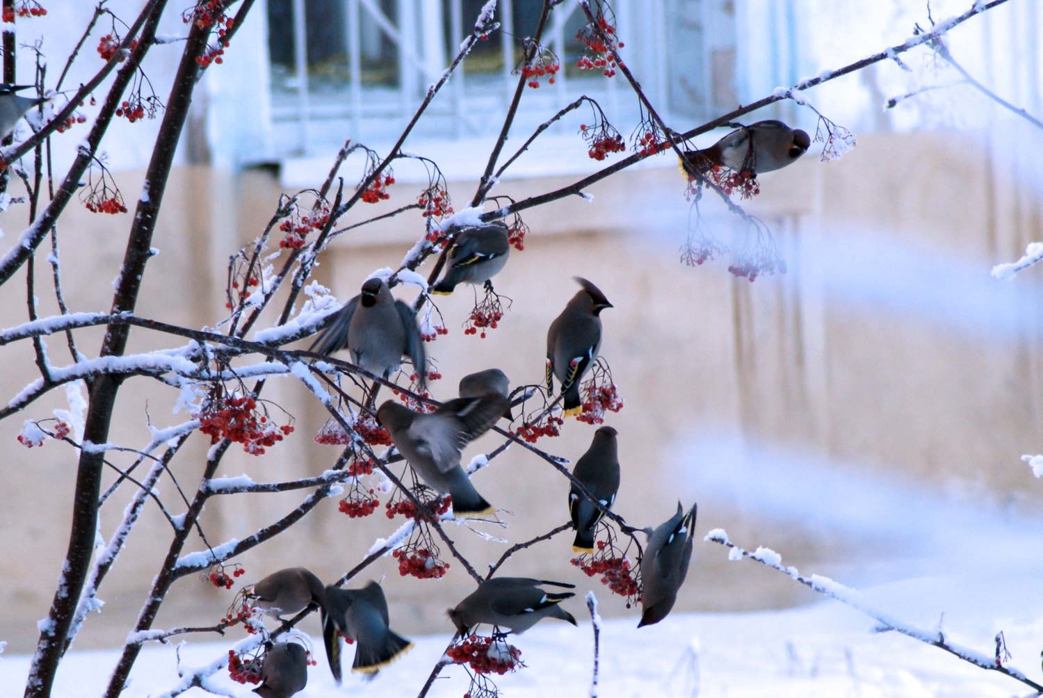 Прилетающие птицы на зиму