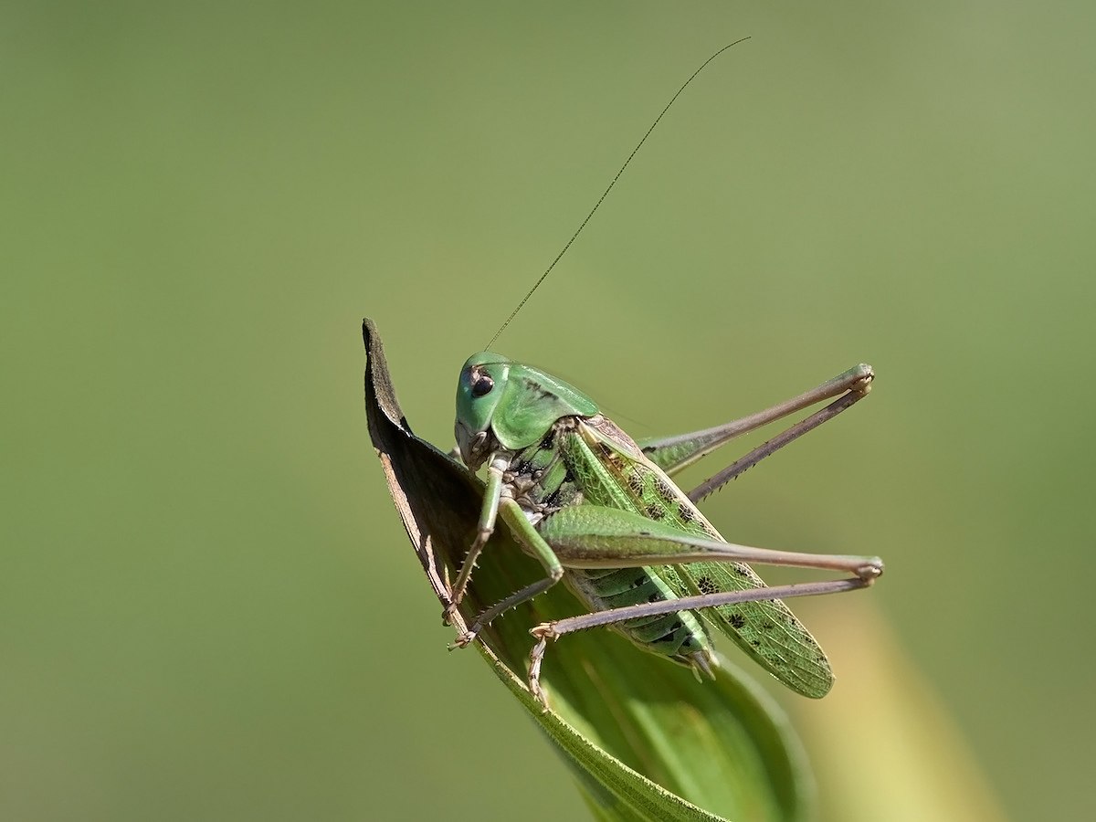 Кузнечик. Углокрылый кузнечик. Кузнечик серый (Decticus verrucivorus). Кузнечик сверчок цикада Саранча. Серая кобылка кузнечик.