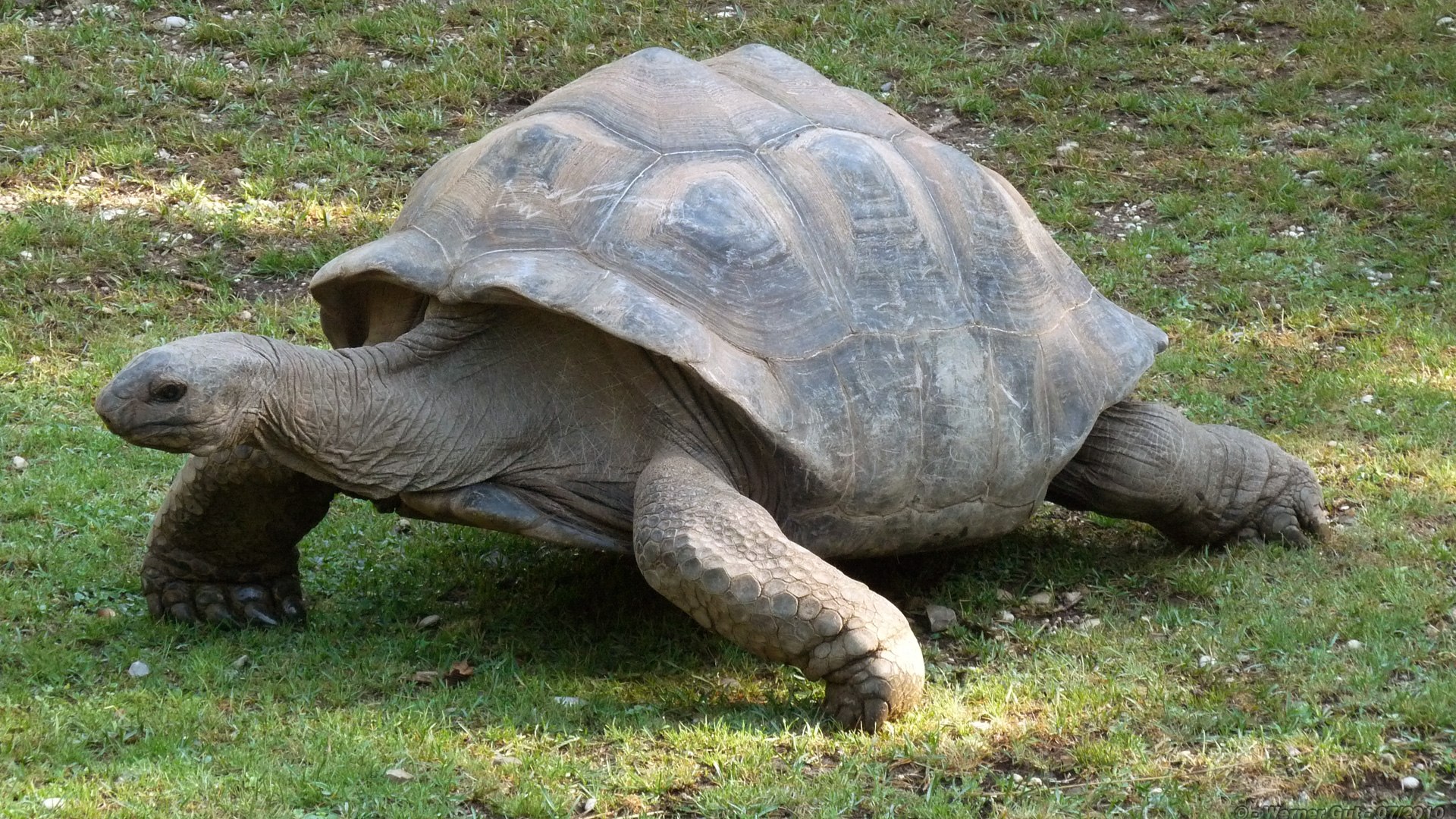 Абингдонские слоновые черепахи. Одинокий Джордж черепаха. Абингдонской слоновой черепахи. Слоновая черепаха. Галапагосская черепаха одинокий Джордж Япония.