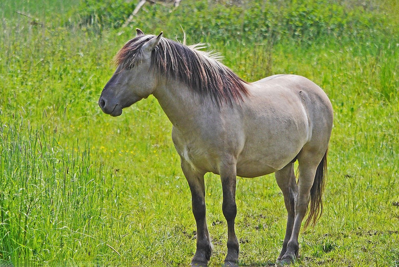 Лошадь тарпан - картинки и фото poknok.art