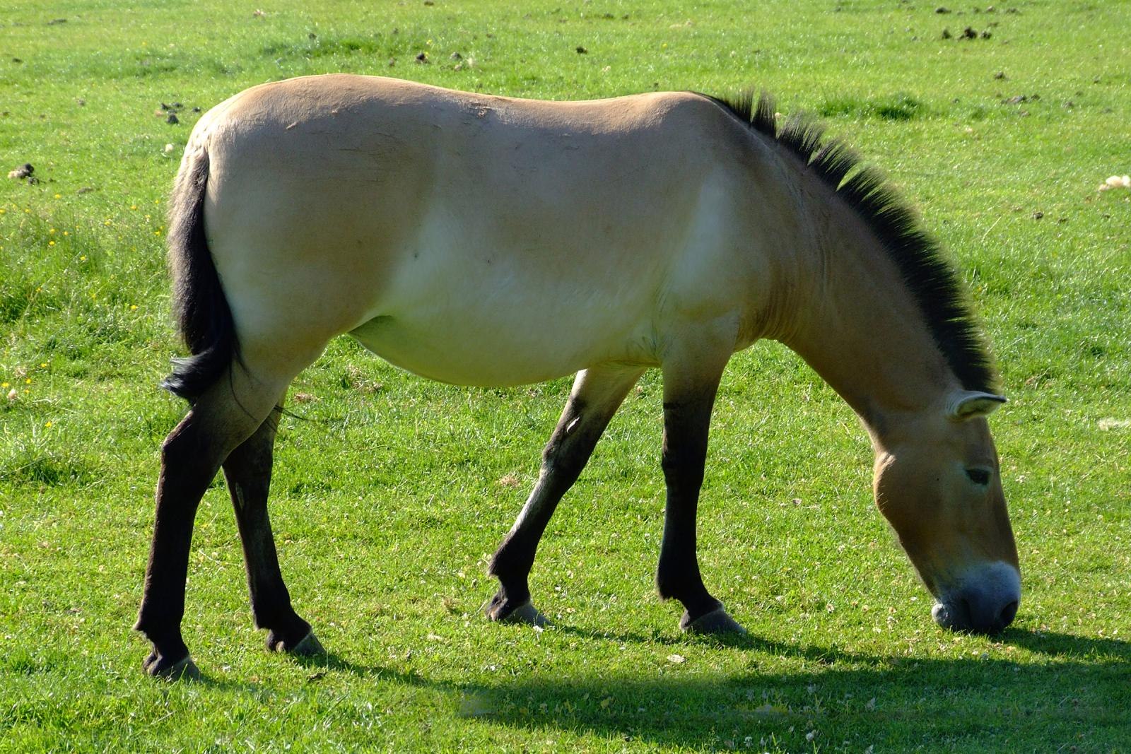 Equus Ferus Ferus