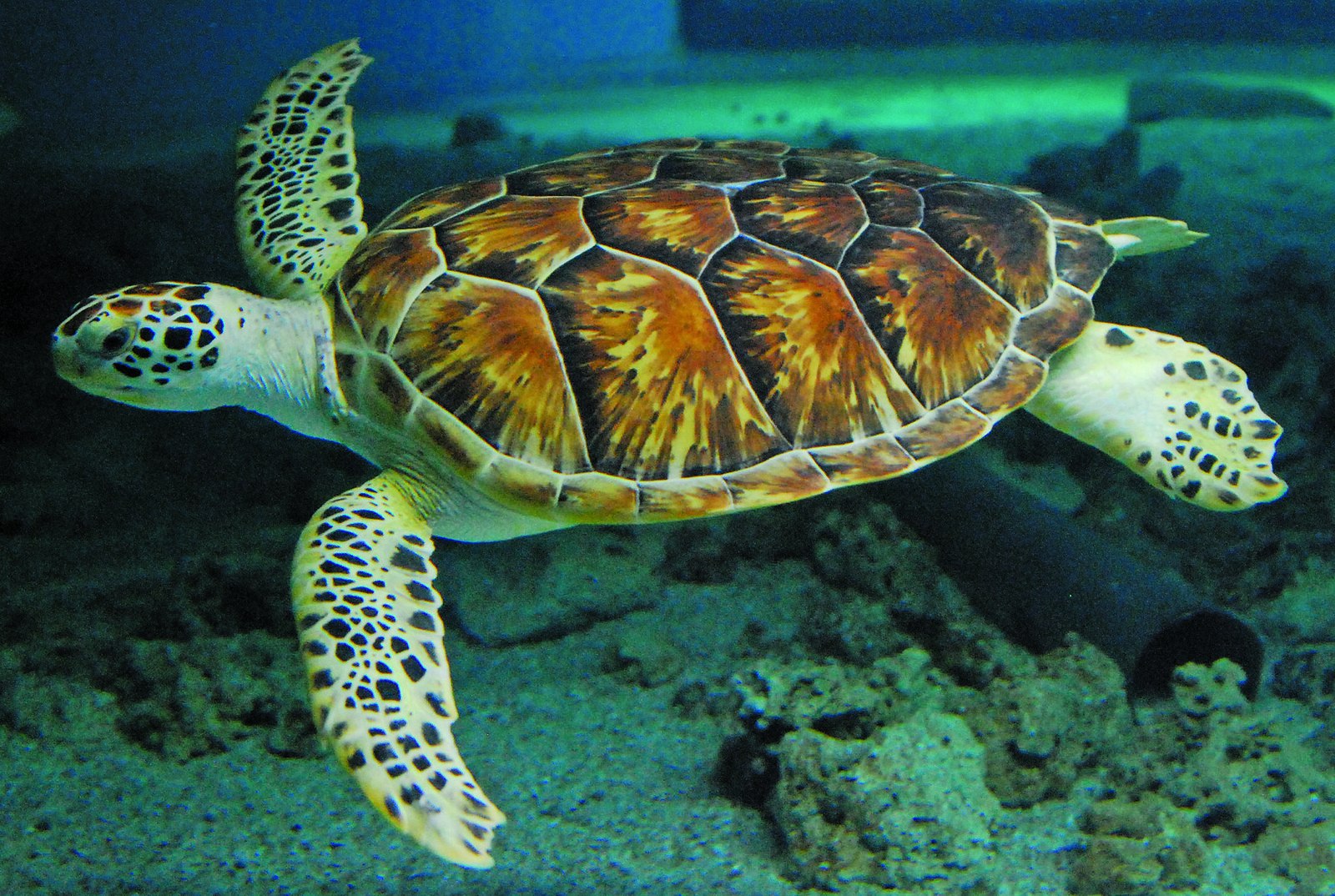 К какой группе относятся морские черепахи. Зеленая морская черепаха. Зеленая суповая черепаха. Тихоокеанская зеленая черепаха. Хоксбильская морская черепаха.