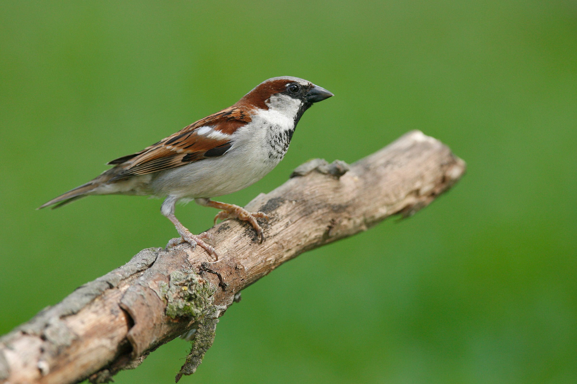 Widget sparrow. Домовый Воробей. Воробей фото. Воробей на белом фоне. Рыжий Воробей.