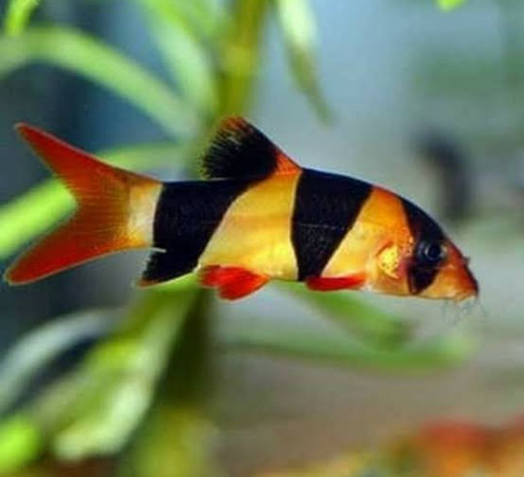 аквариумная рыбка клоун фото