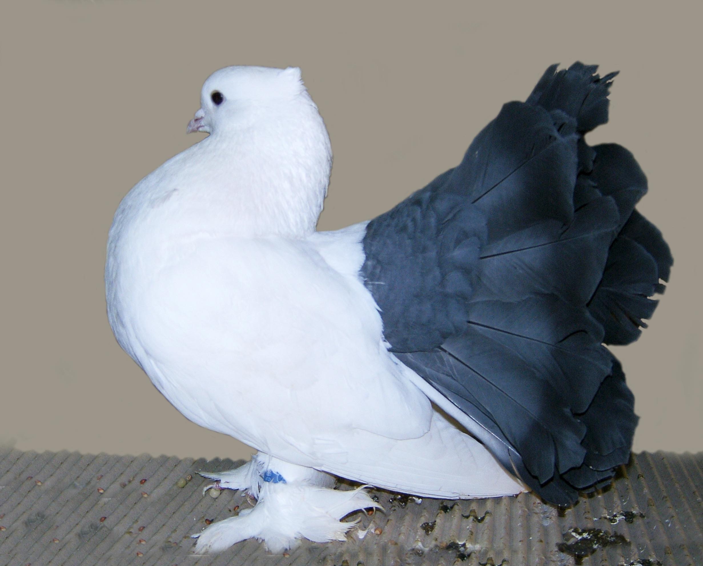 породы голубей с фотографиями и названиями