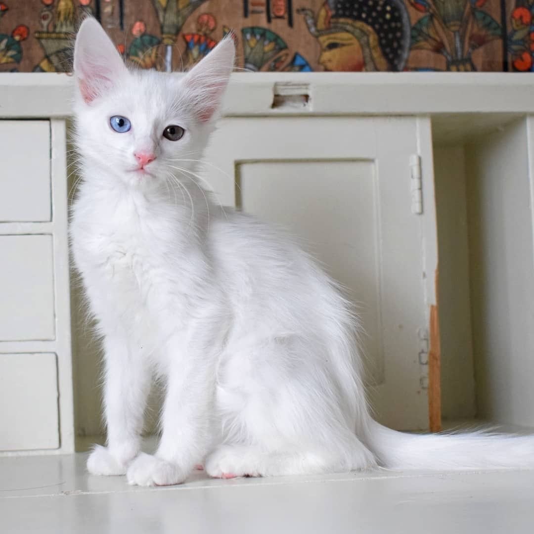 Как называется белая порода кошек. Турецкая ангора кошка. Ангорская кошка турецкая ангора. Турецкая ангора биколор. Белый ангорский кот.