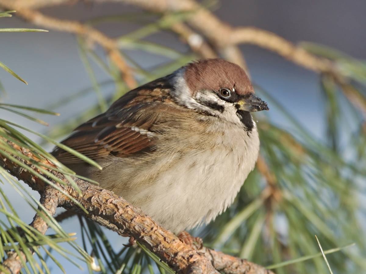 Картинки птица года. Полевой Воробей (passer montanus). Воробьи Забайкалья. Птицы Забайкальского края зимующие Воробей. Сибирский Воробей.