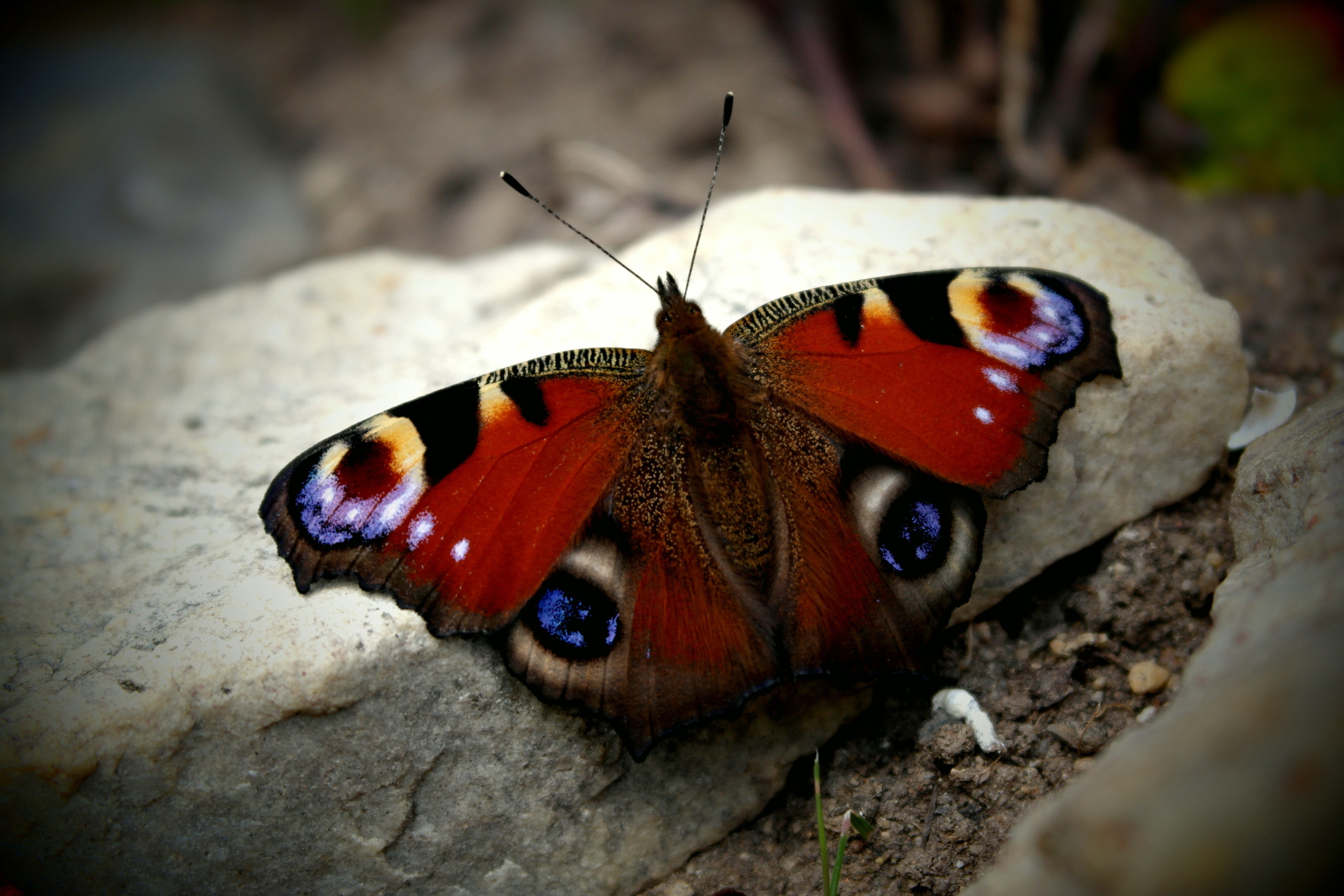 Группа насекомые бабочка. Бабочка Шоколадница и павлиний глаз. Бабочка Шоколадница. Яркие бабочки.