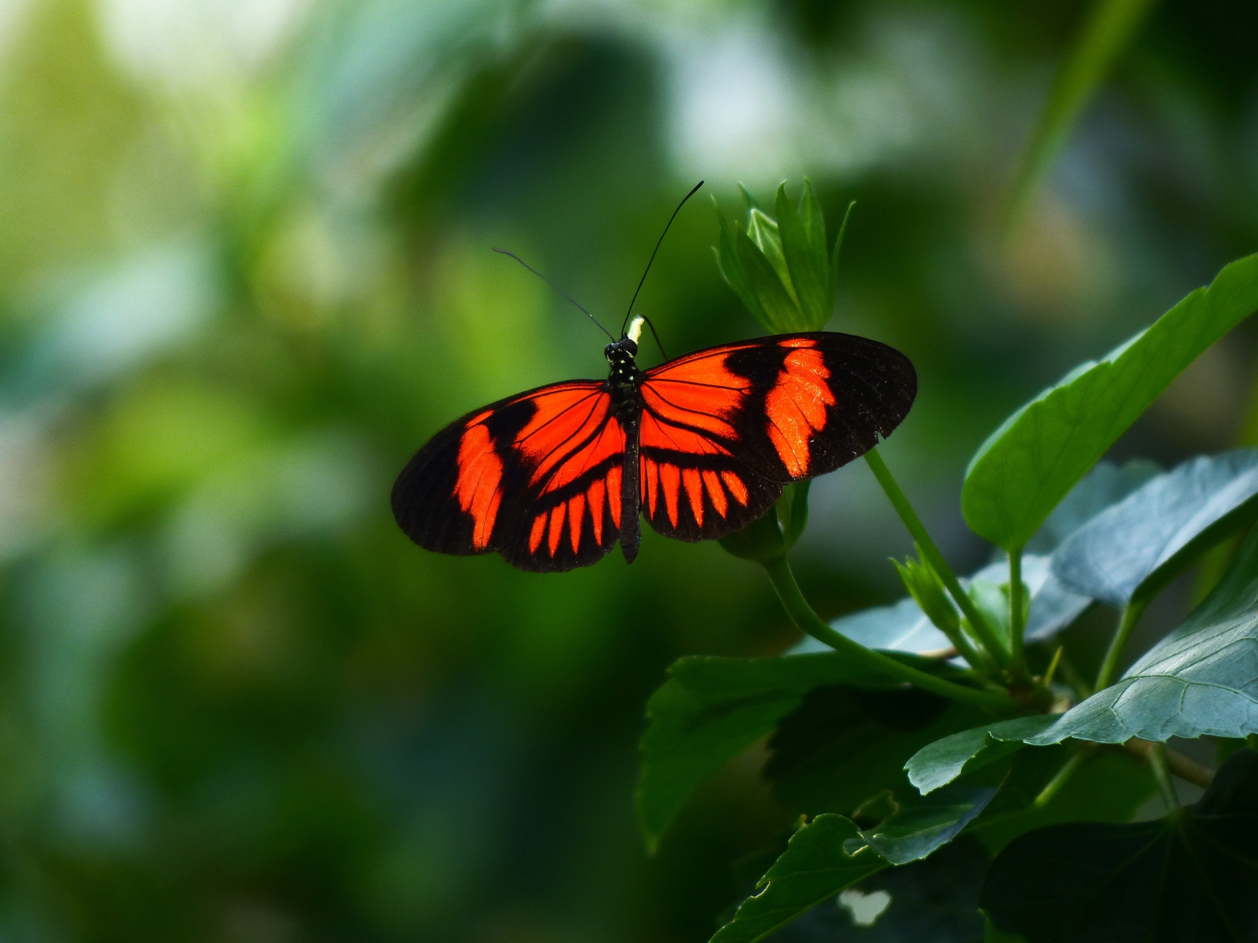 Цветок красные бабочки. Бабочка Дорис геликонида. Геликония Мельпомена. Мельпомена бабочка. Бабочка Philaethria Dido.