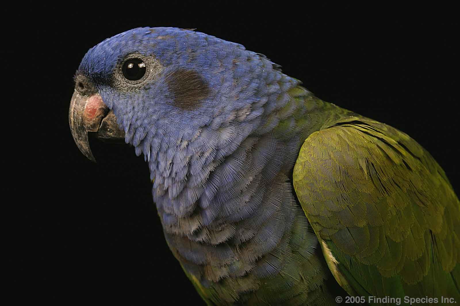 Синеголовый. Pionus menstruus. Синеголовый красногузый попугай. Синеголовый Пионус. Бразильский Черноухий попугай.