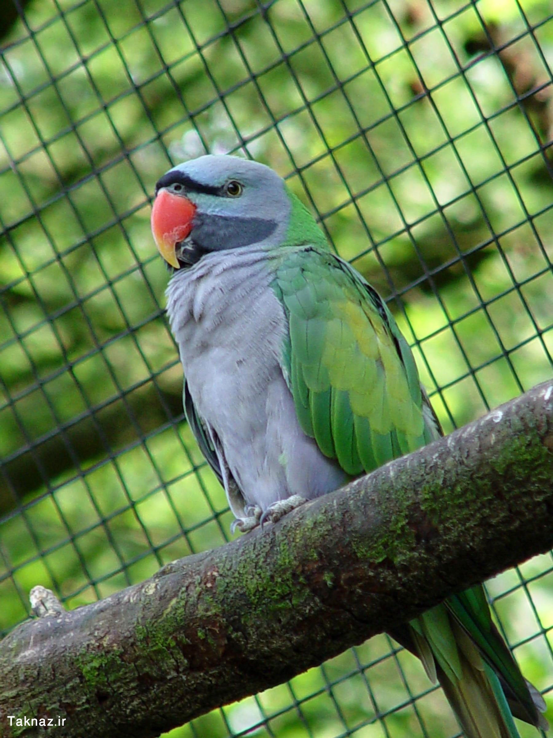 Сливоголовый попугай фото