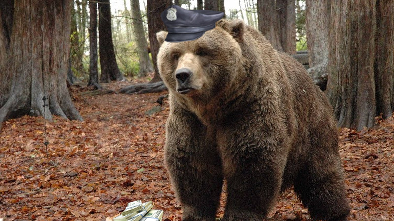 Сколько живут медведи в неволе. Бурый медведь Кадьяк. Бурый медведь (Ursus arctos). Медведь Гризли. Гризли североамериканский бурый медведь.