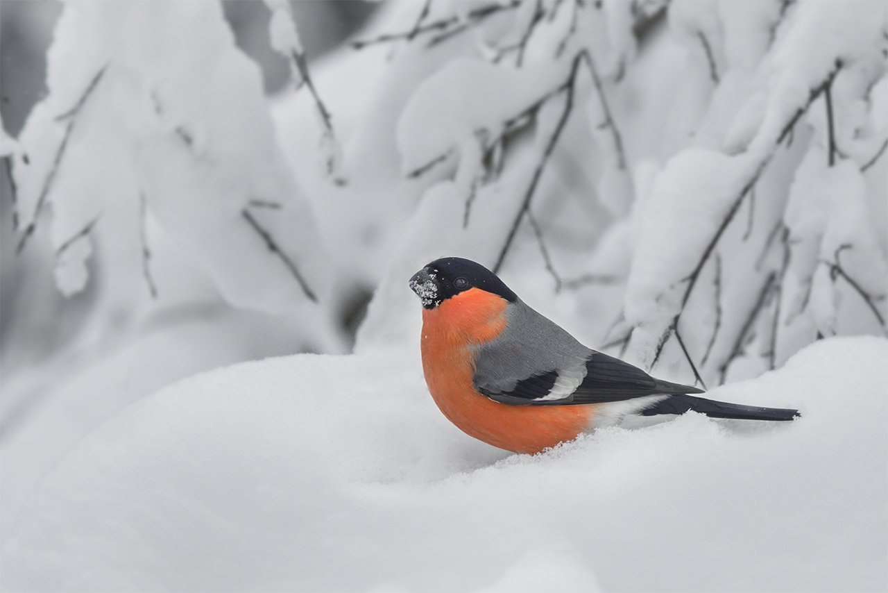 Идеи на тему «Зимний снегирь» (29) | снегирь, живопись птицы, птички