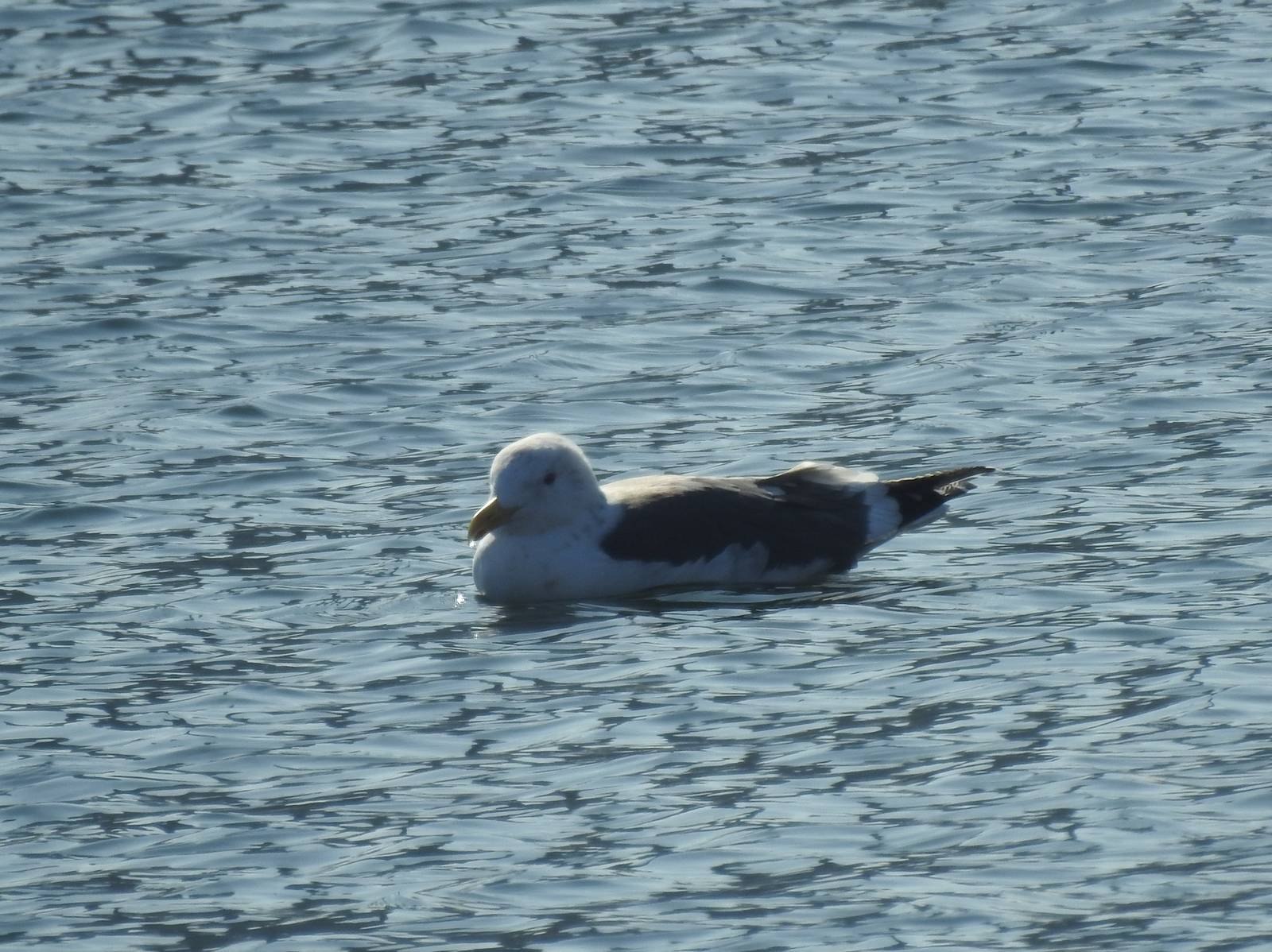 Морская чайка 4. Морская Чайка Larus Marinus. Большая морская Чайка (Larus Marinus). Полевая Чайка. Тихоокеанская Чайка фото.