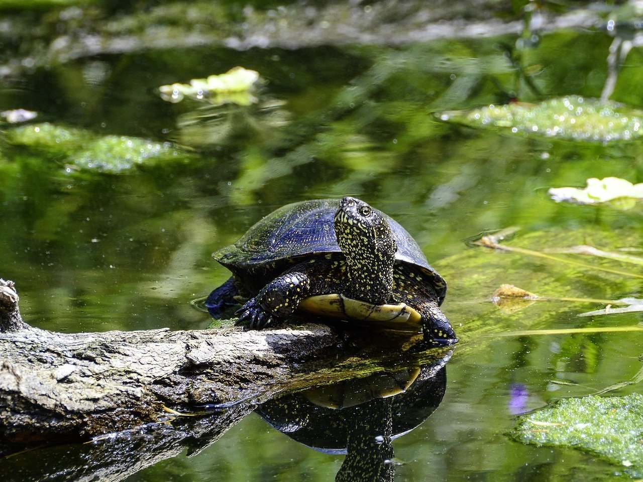 Озерная черепаха