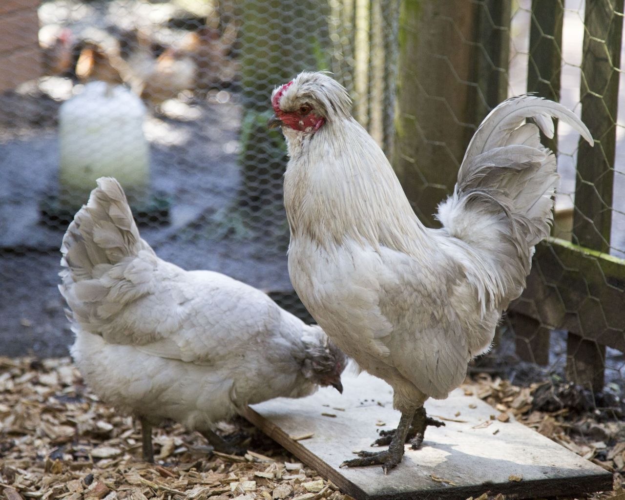 Амераукана порода кур отзывы. Араукана порода кур. Курица Амераукана. Куры породы Араукана яйца. Араукана белая.