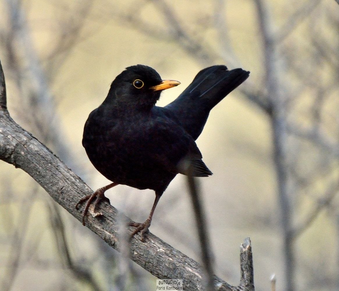 Черный дрозд. Скворец и Дрозд. Дрозд черный черный. Blackbird черный Дрозд. Дрозд чёрный в крапинку.