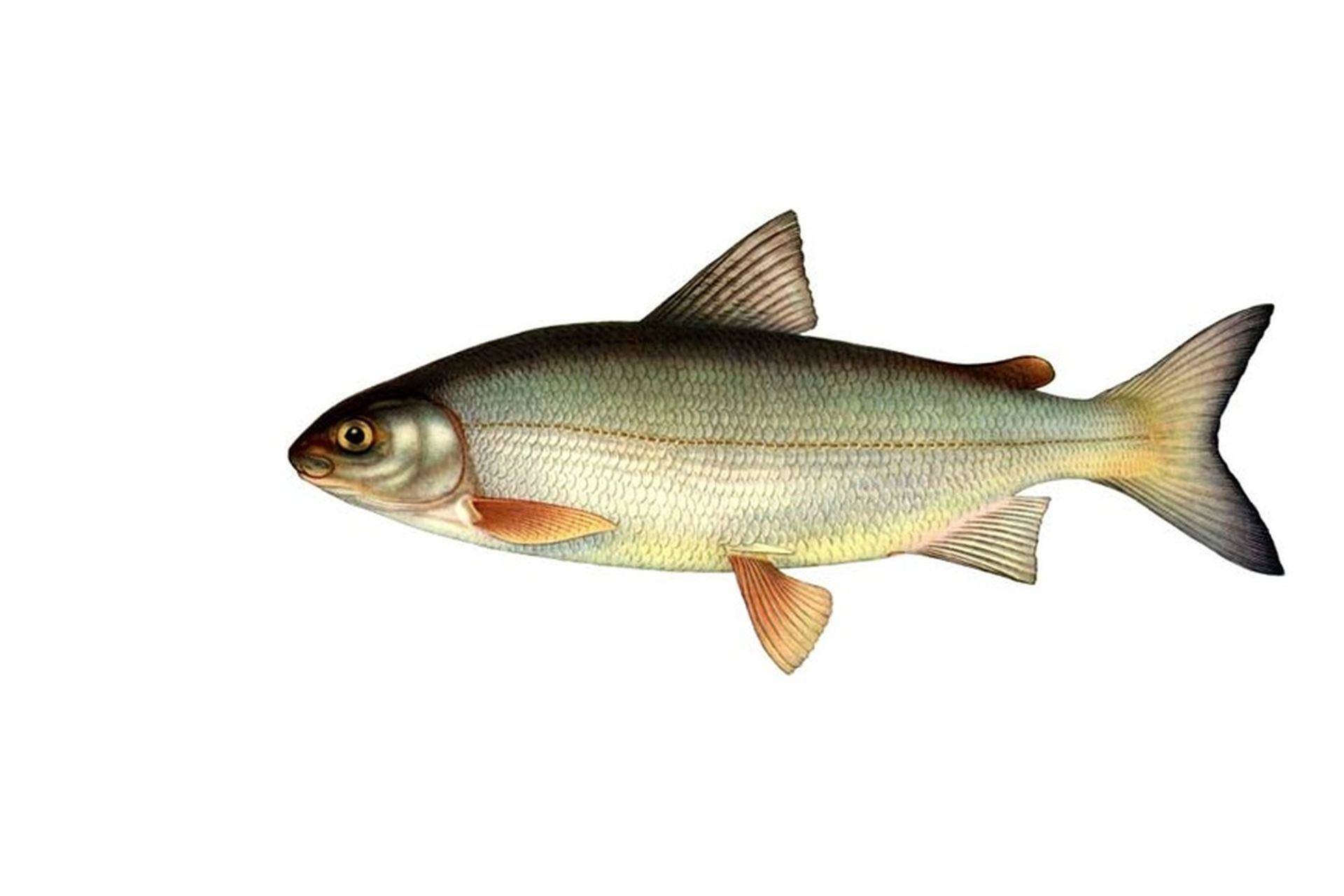 рыба храмуля в грузии