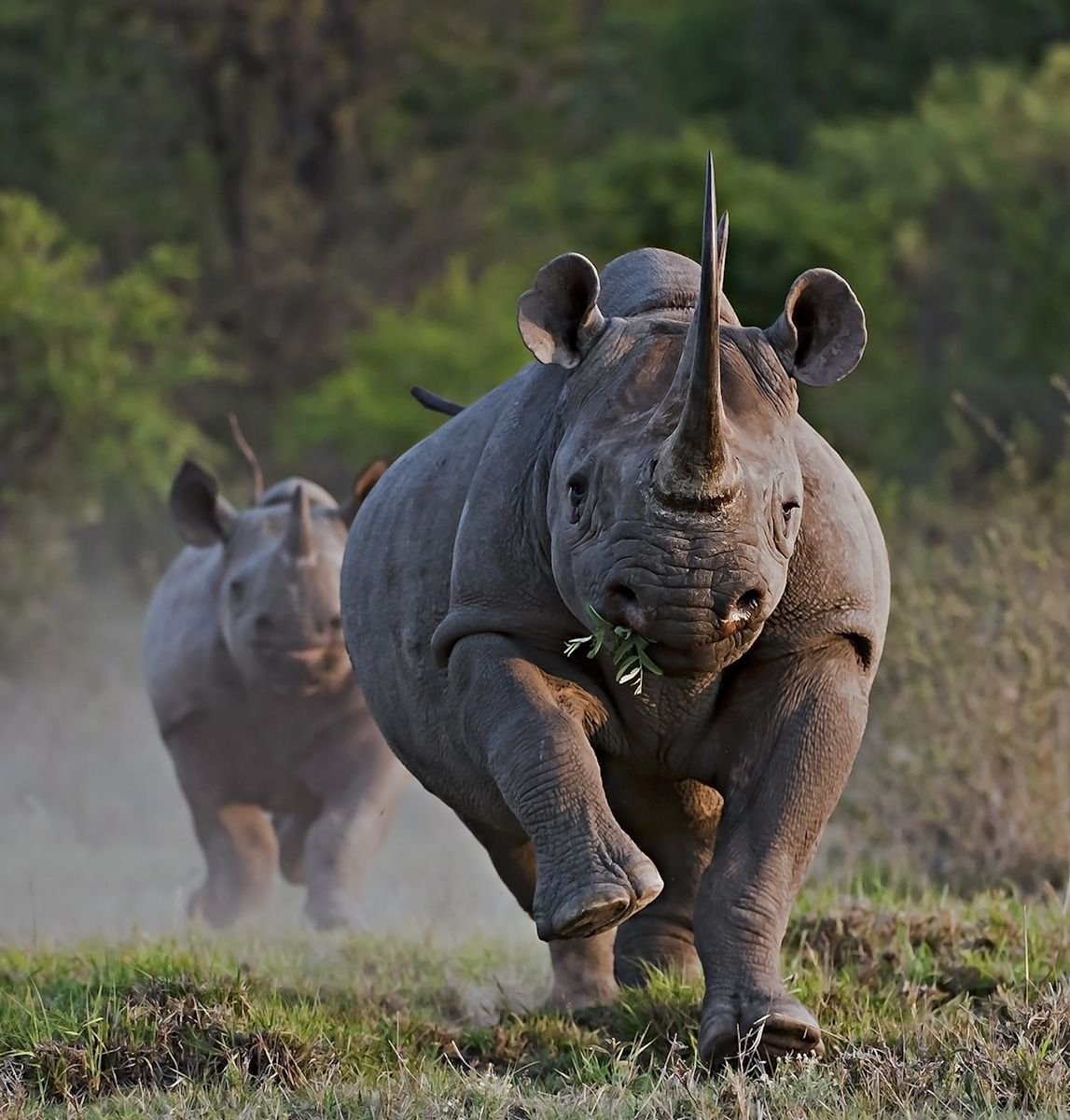 Носорог все выступления. Западноафриканский черный носорог. Суматранский носорог. Камерунский черный носорог. Суматранский носорог спаривания.