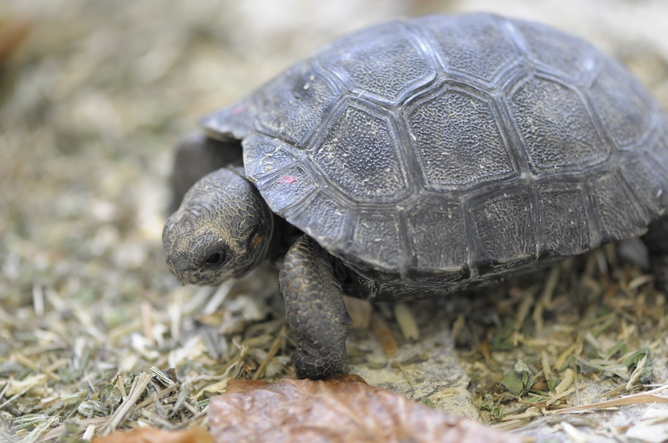 Черепаха 6 букв. Вислоухая черепаха. Рождение черепахи. Галапагосские черепахи рождение. Галапагосская черепаха детеныш.