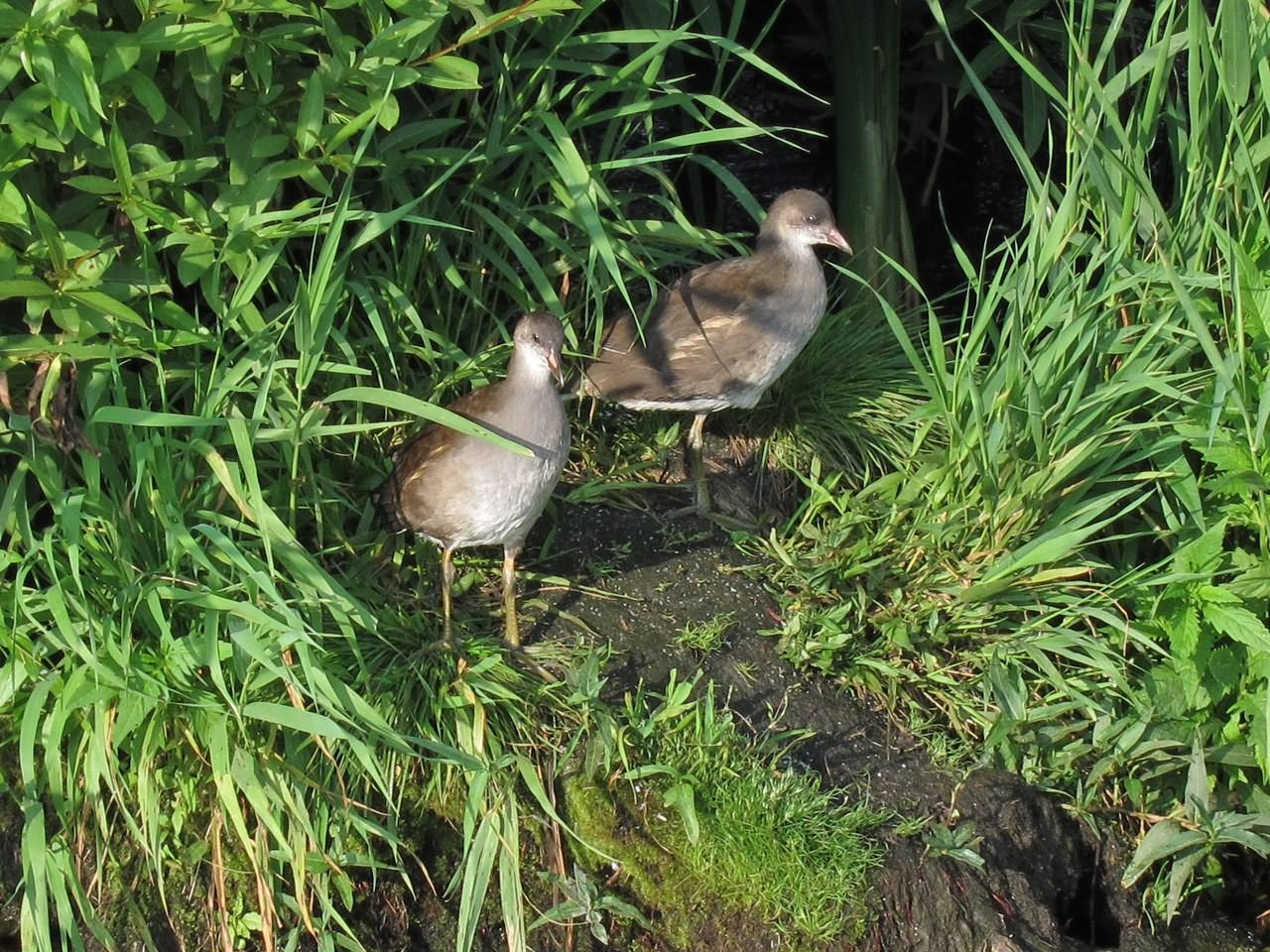 Камышница птенец. Камышница Болотная курица. Камышница Gallinula chloropus. Водяная Курочка камышница птенец.