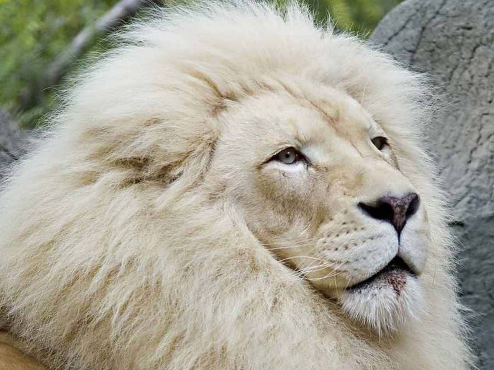 Белый лев – еще один африканский альбинос (фото)