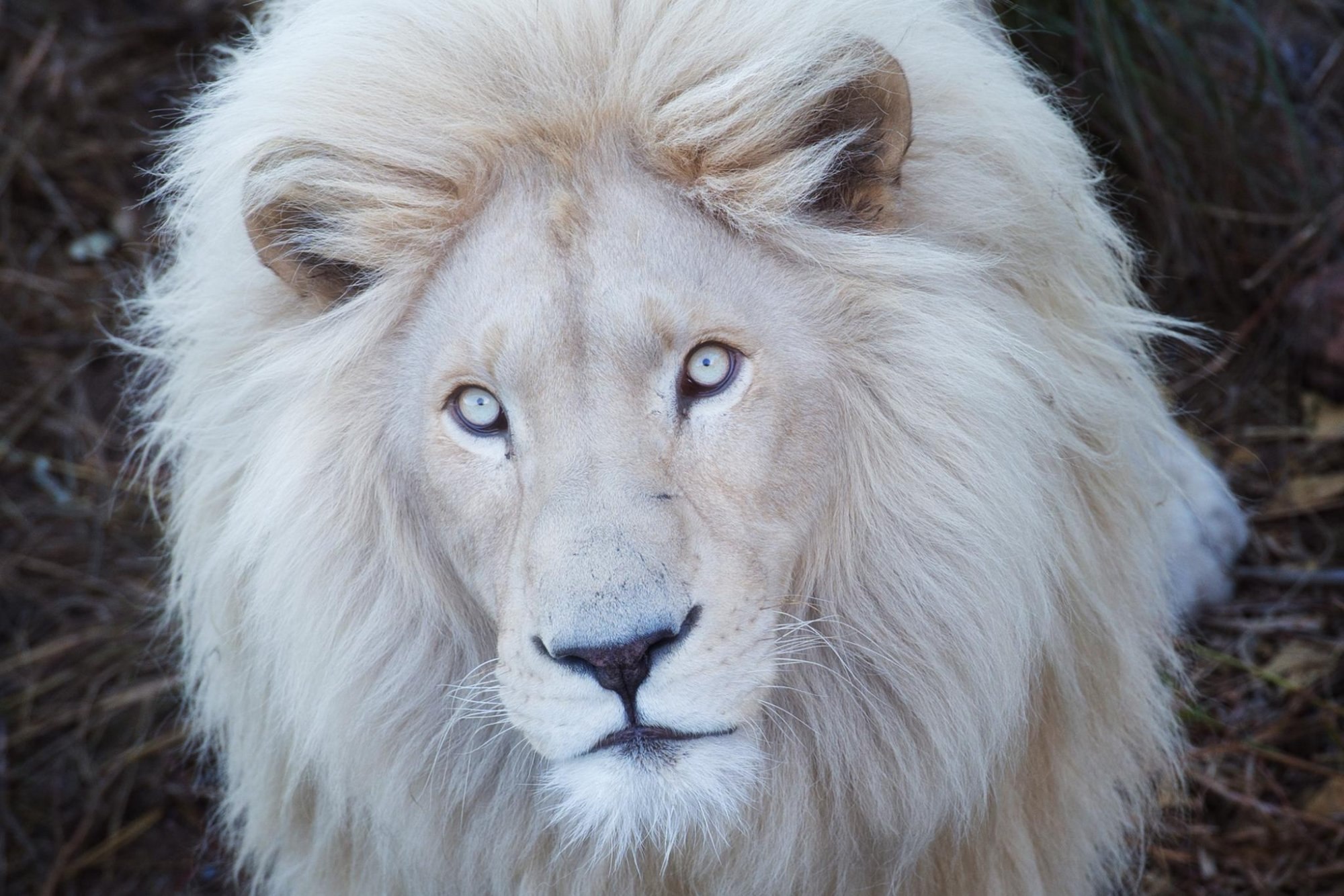 Белые львы в природе - 73 фото