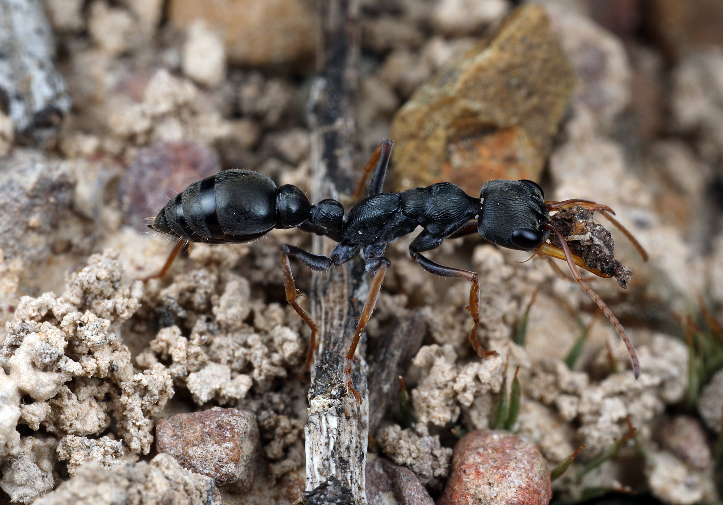 Муравей бульдог. Муравьи Myrmecia. Мирмеции муравьи. Австралийский муравей бульдог.