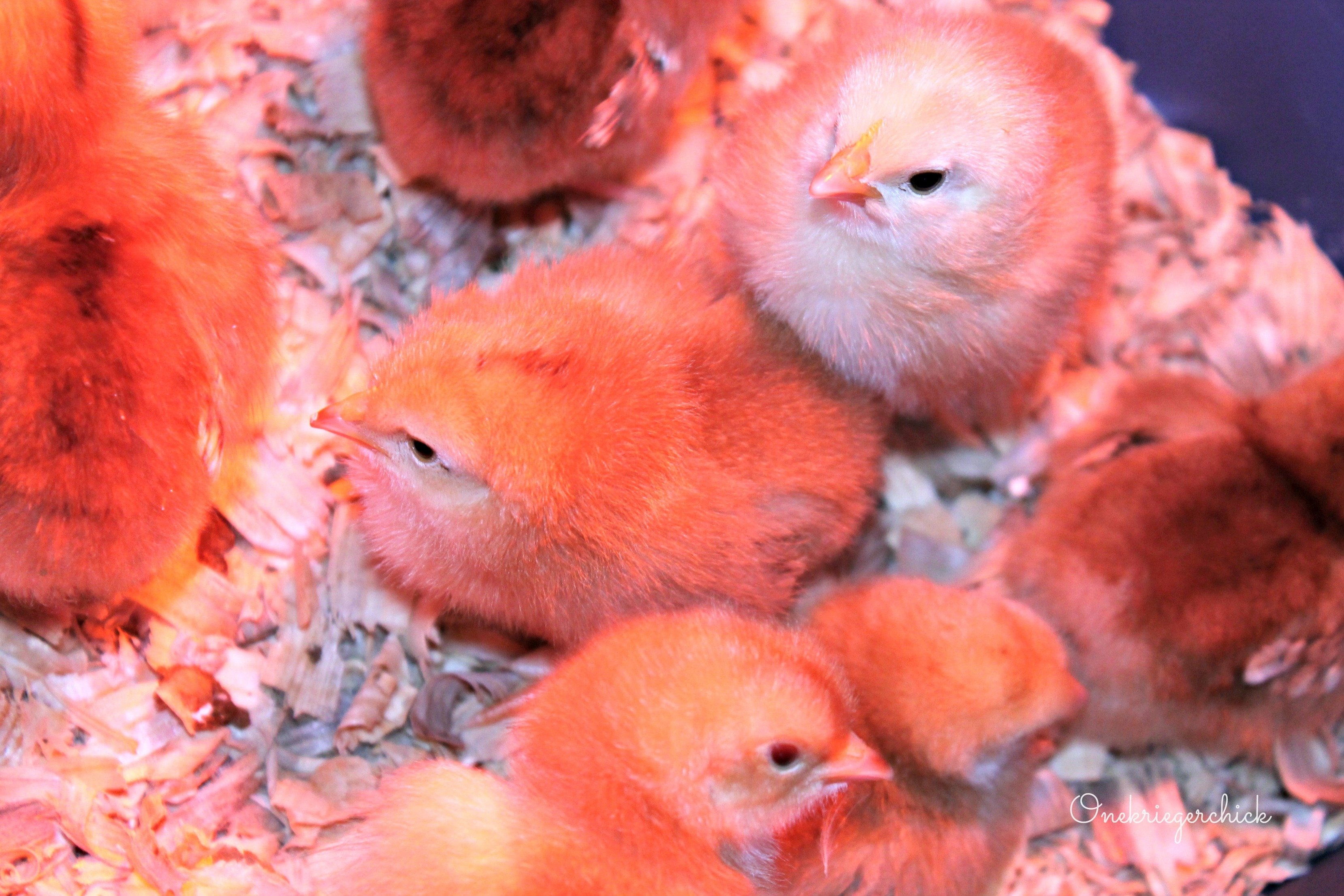 Красные птенцы. Цыплята. Разноцветные цыплята. Цыплята цветные домашние. Оранжевый цыпленок.