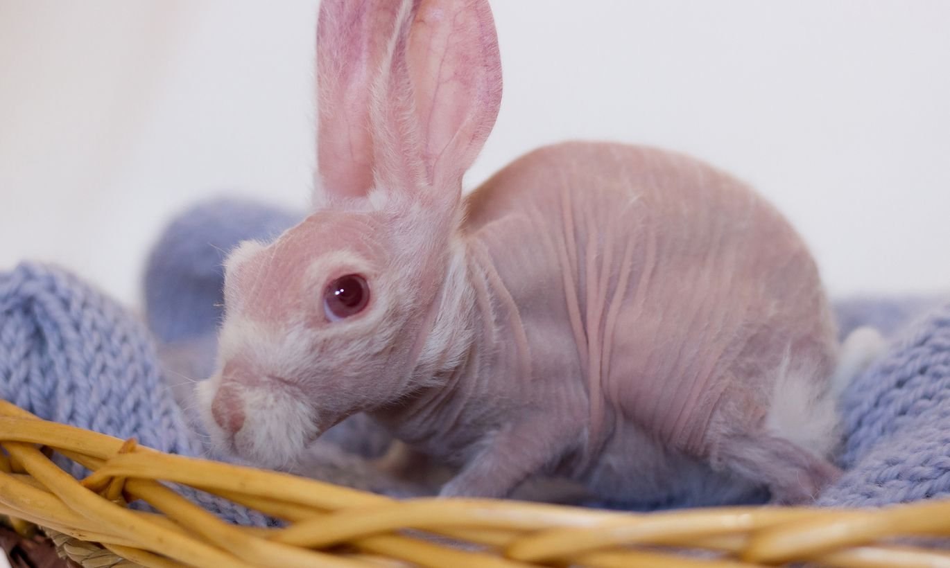 Забавные фото: лысый кролик стал новой звездой Instagram