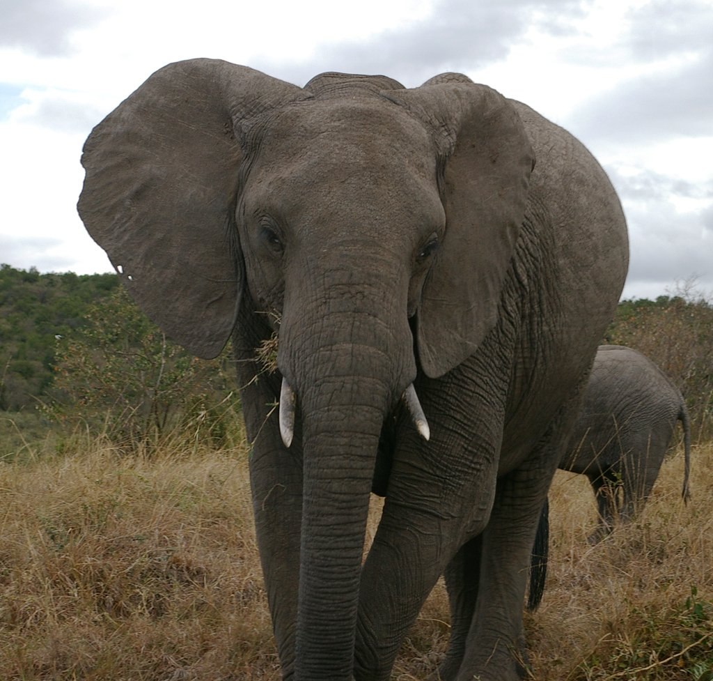 Слоновый год. Индийские слоны хоботные. Азиатский слон хоботные. Африканский саванный слон. Индийский слон слон.
