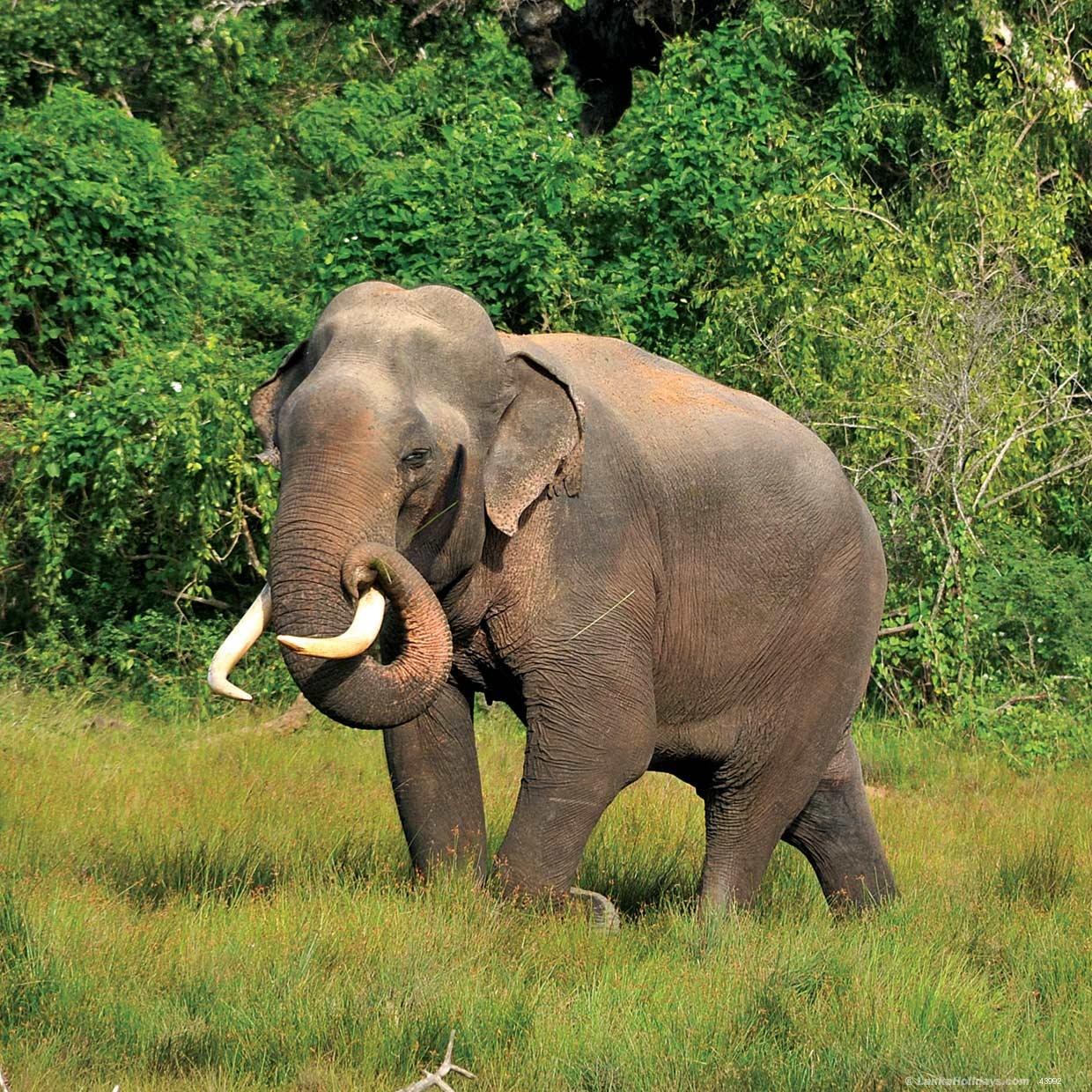 Индийские слоны живут. Индийский слон. Азиатский индийский слон. Хоботные индийский слон. Дикий азиатский слон.
