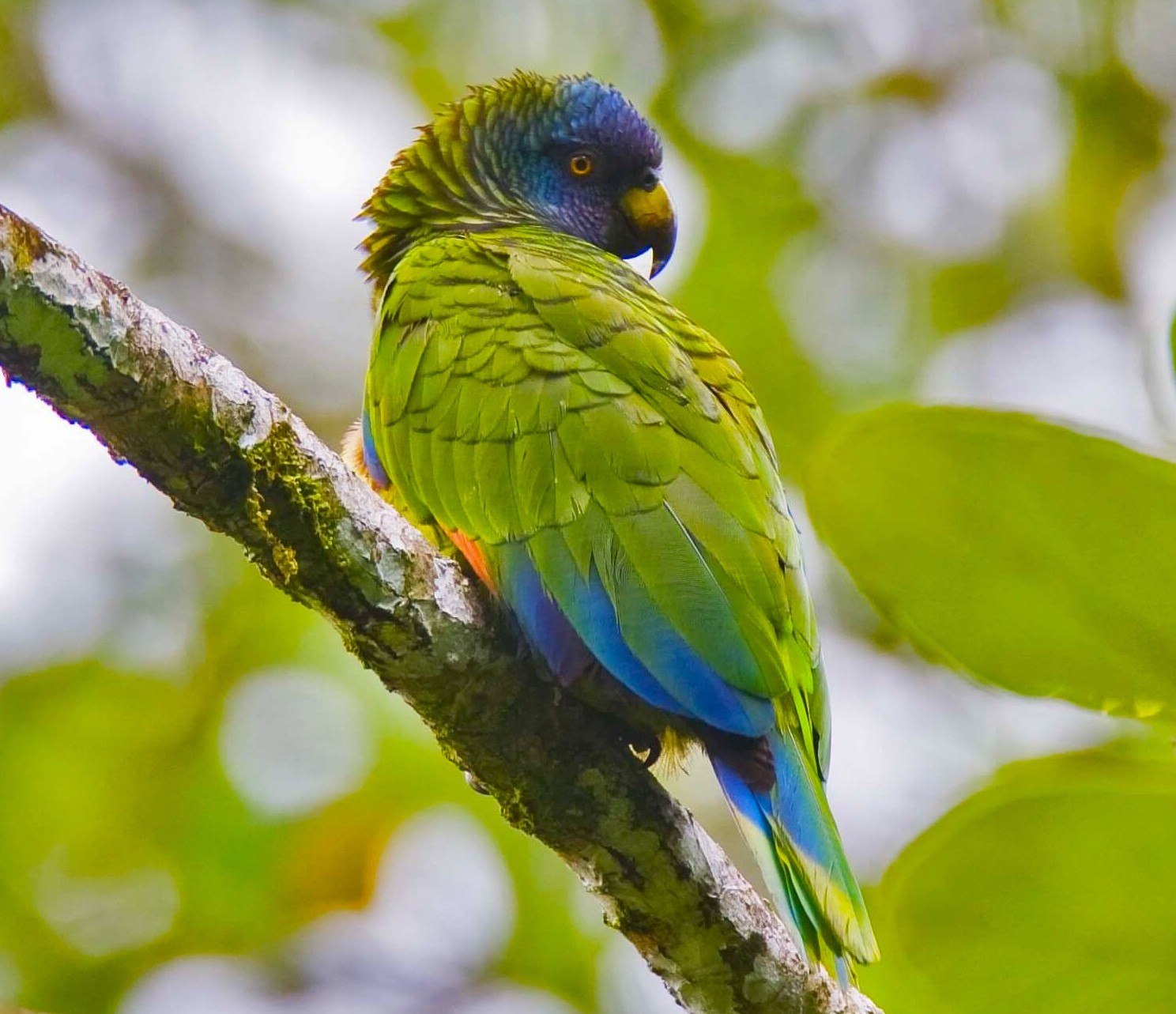 Королевский амазон. Синелицый Амазон Amazona versicolor. Синелицый Амазон попугай. Королевский Амазон попугай. Императорский Амазон.