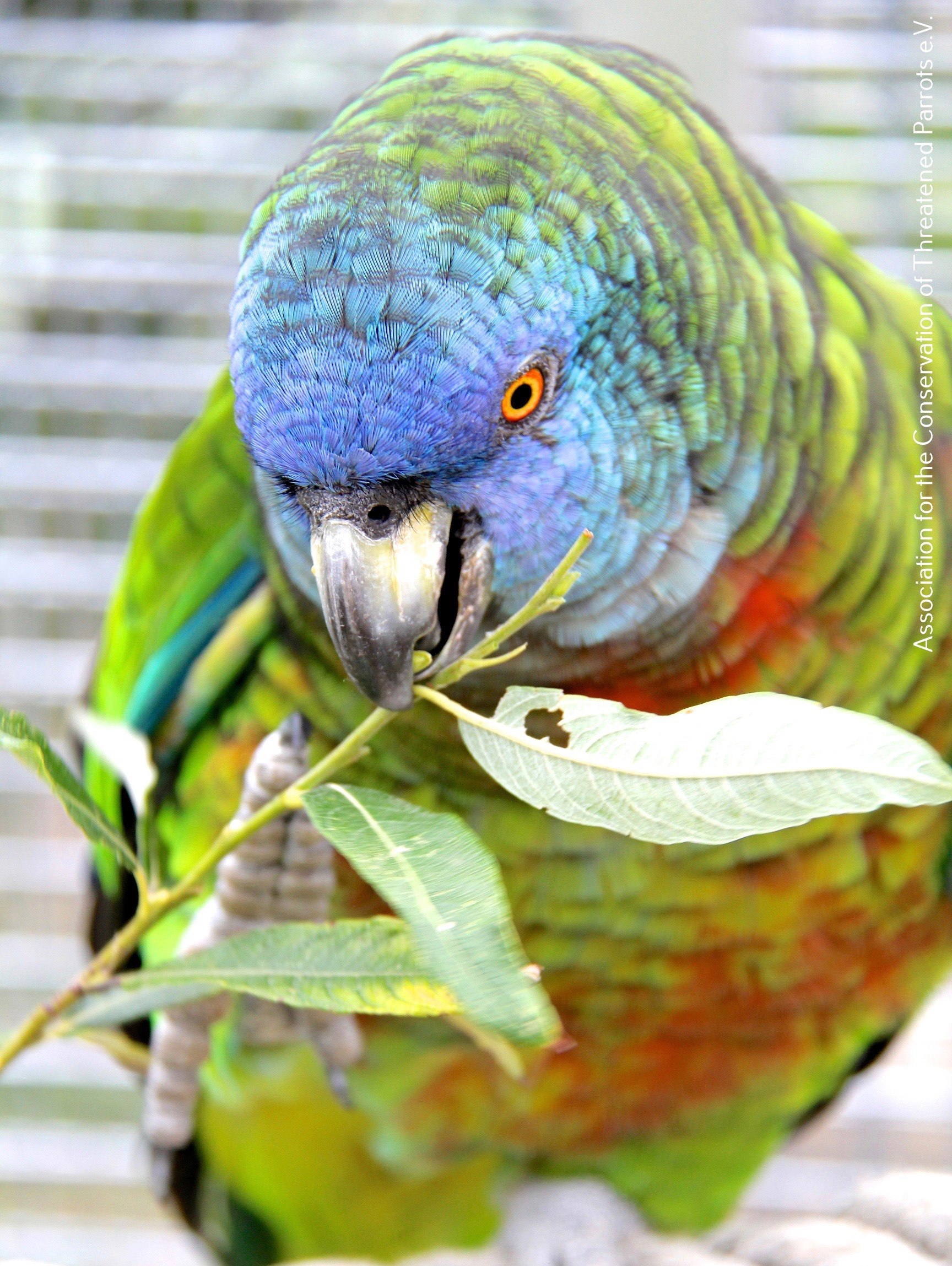 Королевский амазон. Синелицый Амазон. Синелицый Амазон Amazona versicolor. Синелицый Амазон попугай.