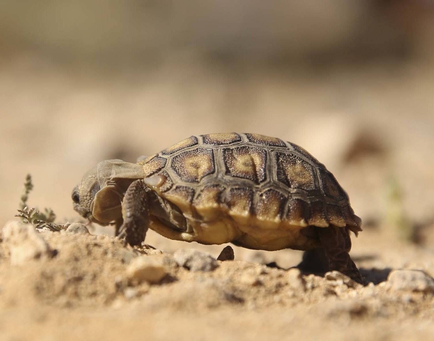Turtle pro. Среднеазиатская Степная черепаха. Среднеазиатская сухопутная черепаха. Сренеаззиаская черепа. Степная сухопутная черепаха.