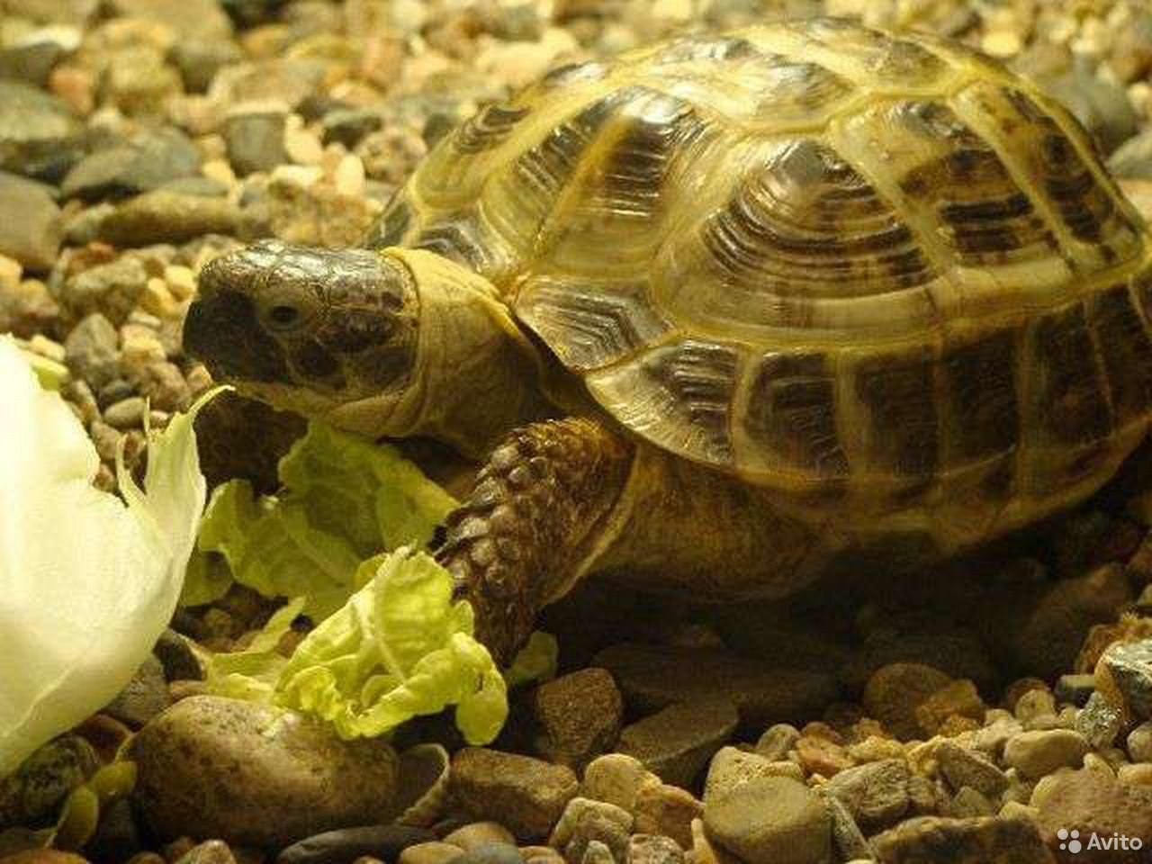 Черепахи москва сухопутная. Среднеазиатская черепаха. Среднеазиатская сухопутная черепаха. Среднеазиатская сухопутная черепаха большая. Взрослая Среднеазиатская черепаха.