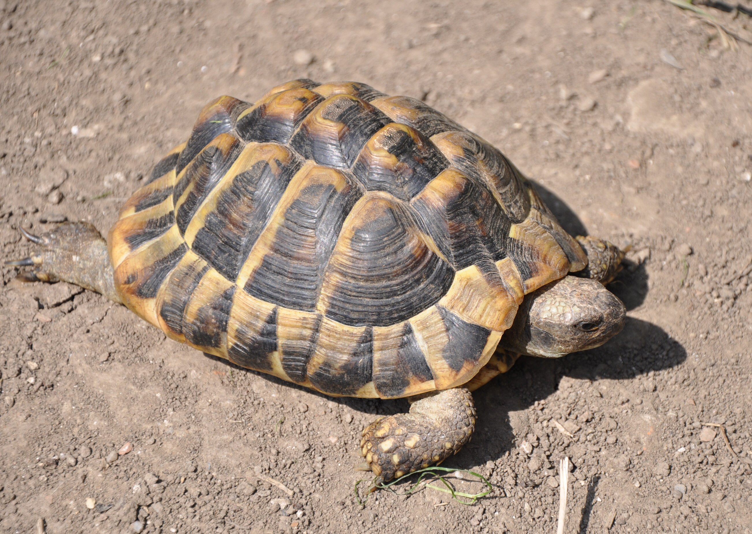 Черепаха 5. Testudo Hermanni. Гоферовая черепаха. Черепаха колоссохелис. Черепаха индийская шиповатая.