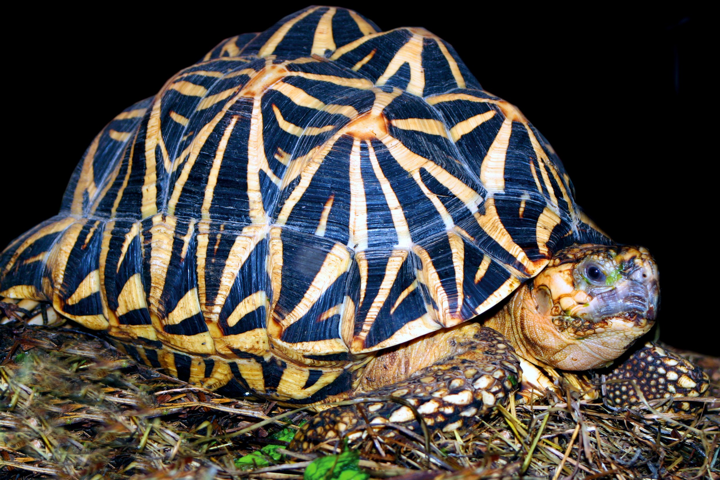 Indian Forest Tortoise