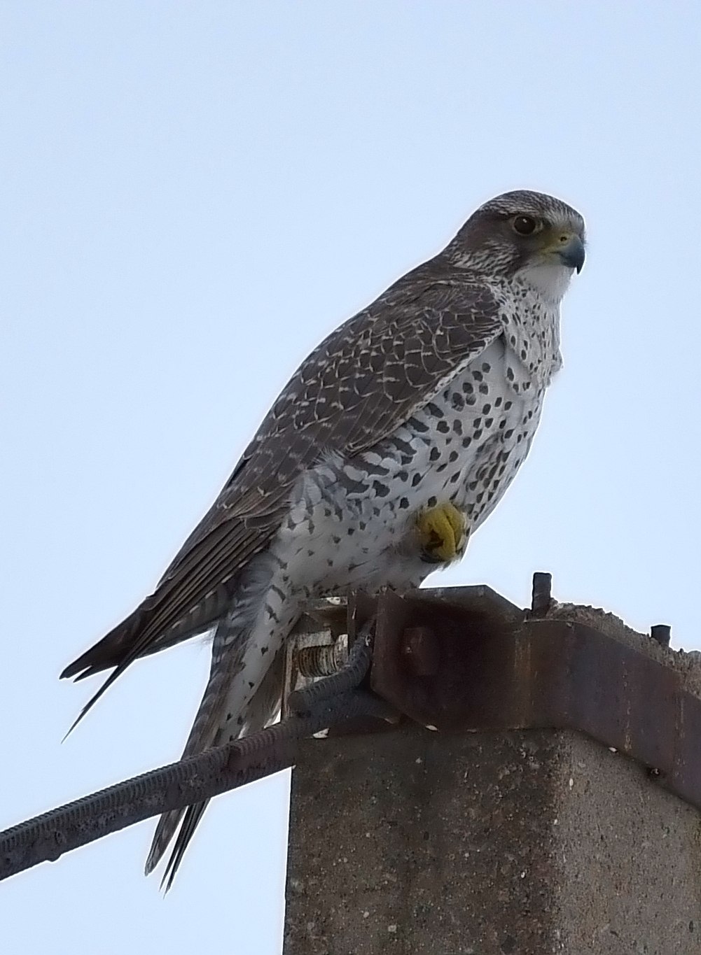 Кречет. Кречет - Falco rusticolus Linnaeus. Кречет Сибирский. Камчатский Сокол Кречет. Сокол белый Кречет.