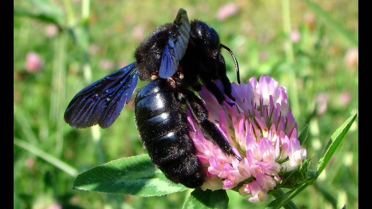 Черные пчелы. Шмель-плотник фиолетовый( Xylocopa violacea ). Шмель ксилокопа. Черный Шмель плотник. Шмель плотник ксилокопа.