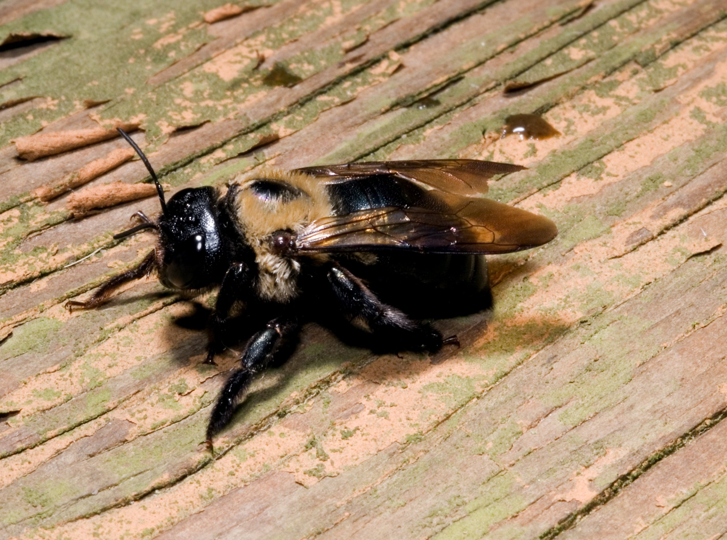 Черные пчелы. Шмель-плотник фиолетовый( Xylocopa violacea ). Земляной Шмель черный. Черный Шмель плотник укус.