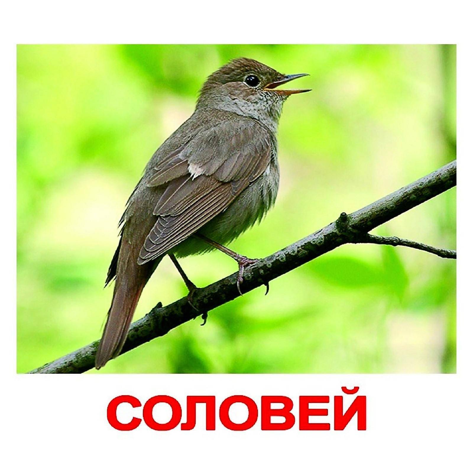 Соловей выпуск 1