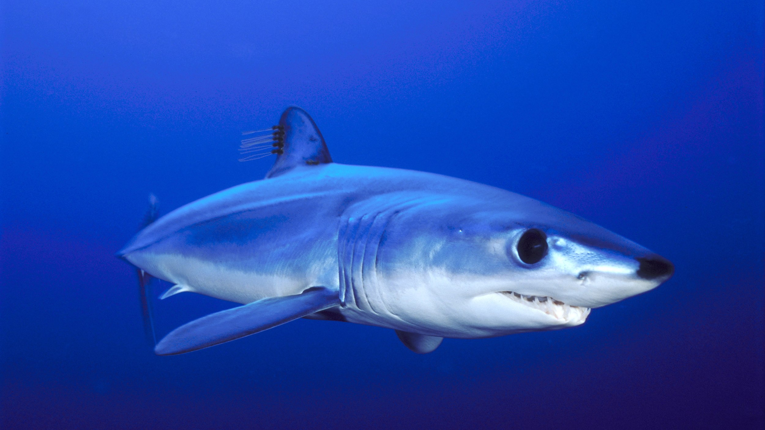 Blue shark. Isurus oxyrinchus акула мако. Серо голубая акула мако. Акула-мако (серо-голубая акула). Акула-мако или серо-голубая.